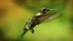 مستند-How-Do-Animals-Do-That