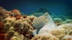 مستند-How-Do-Animals-Do-That