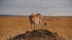 مستند-The-Serengeti-Rules