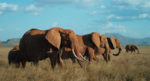 مستند-The-Elephant-Queen-2019