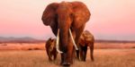 مستند-The-Elephant-Queen-2019