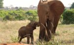 مستند-The-Elephant-Queen-2019