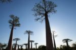 مستند-Earths-Tropical-Islands