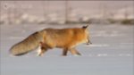 مستند-An-Hour-in-Yellowstone