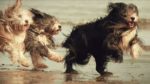 مستند-Amazing-Dogs