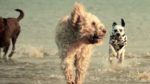 مستند-Amazing-Dogs