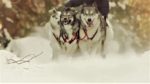 مستند-Amazing-Dogs