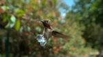 مستند-Cubas-Wild-Revolution