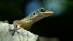 مستند-Cubas-Wild-Revolution