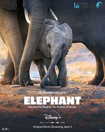 مستند-Elephant-2020