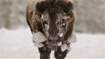 مستند-Epic-Yellowstone