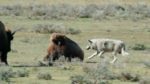 مستند-Epic-Yellowstone