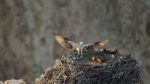 مستند-Epic-Yellowstone