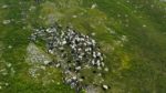 مستند-The-Great-Mountain-Sheep-Gather