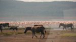 مستند-Worlds-Greatest-Animal-Encounters