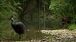 مستند-Worlds-Greatest-Animal-Encounters