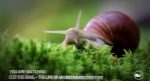 تصاویر-بازی-Clid-The-Snail