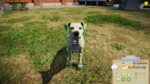 تصاویر-بازی-Animal-Shelter