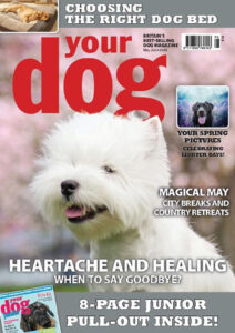 مجله-Your-Dog