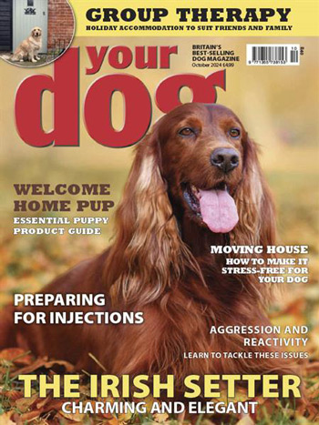 مجله-your-dog