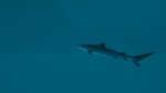 تصاویر-بازی-Ultimate-Fishing-Simulator-2