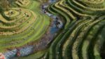 تصاویر-بازی-Age-of-Empires-IV-Yue-Feis-Legacy